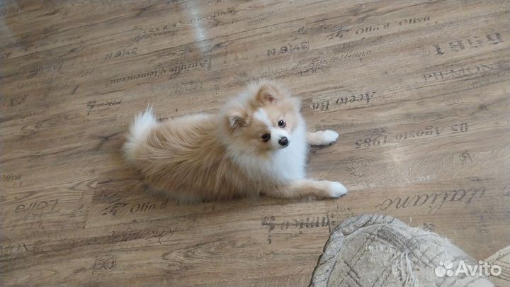 Померанский шпиц вязка кобель