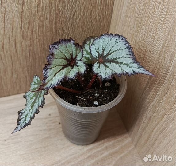 Очень красивые бегонии