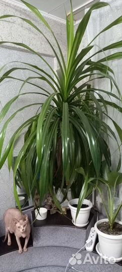 Панданус сциндапсусы