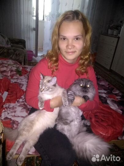 Передержка домашних животных