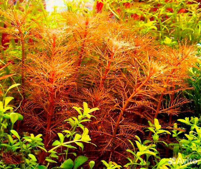 Перистолистник Красный, меристема