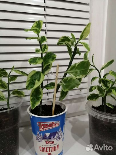 Педилантус