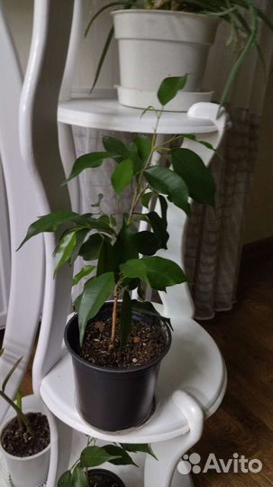 Фикус бенджамина