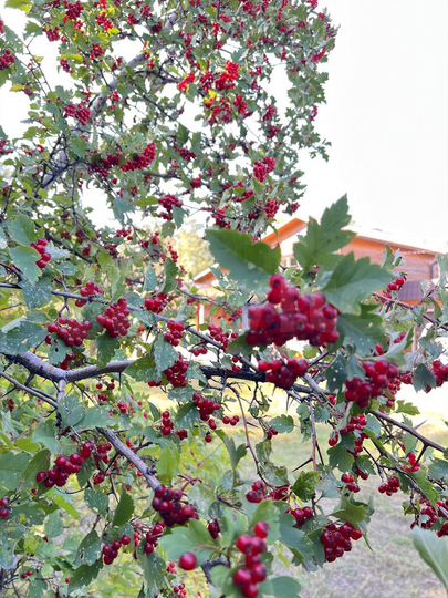 Коттедж 100 м² на участке 20 сот.