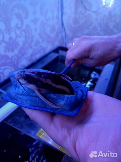 Сом платидорас