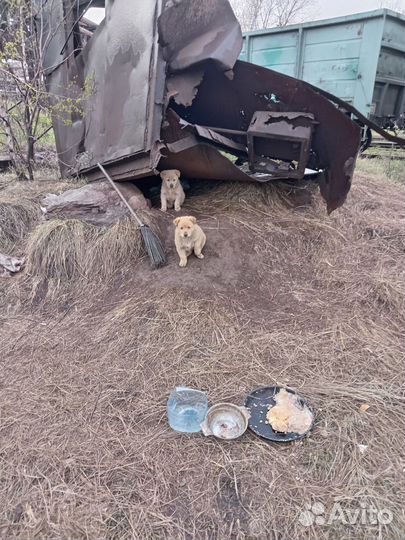 Щенки