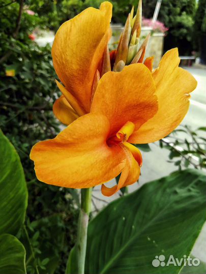 Канны пророщенные