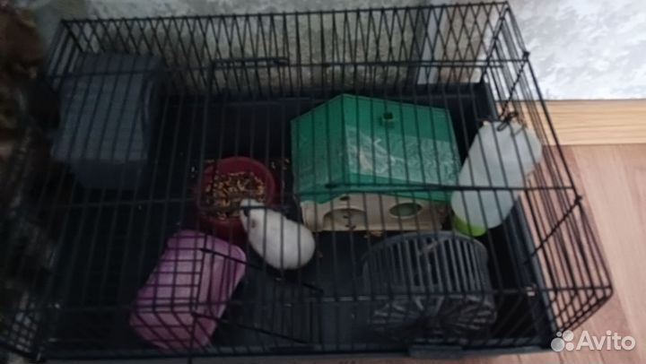 Хомяк с клеткой