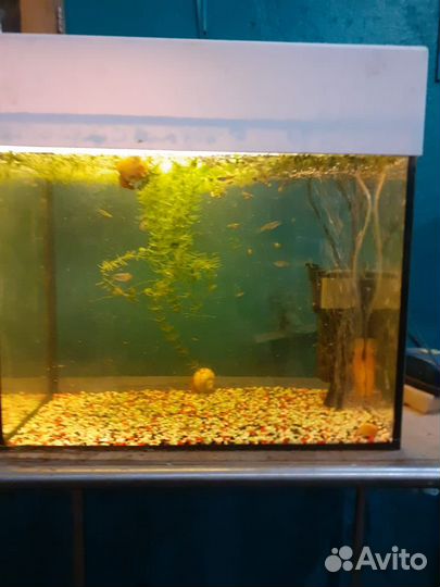 Аквариум