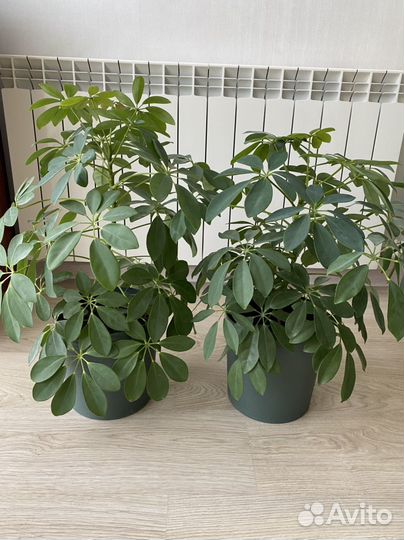 Шефлера в горшке