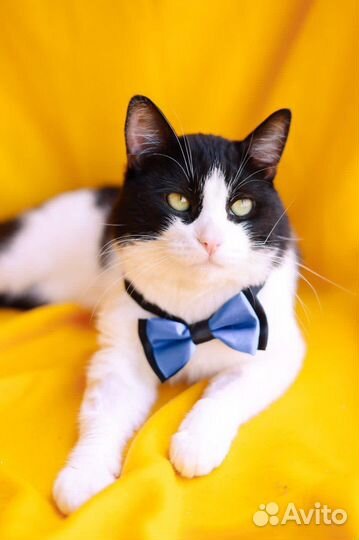 Кот ищет семью