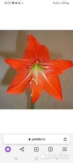 Гиппеаструм детки