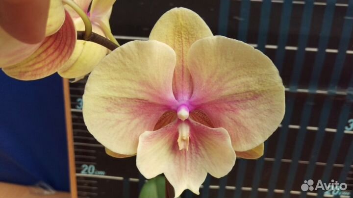 Орхидея item: 1086- biglip