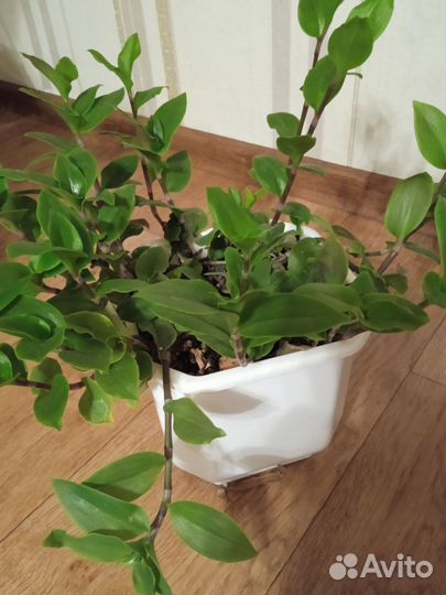 Традесканция