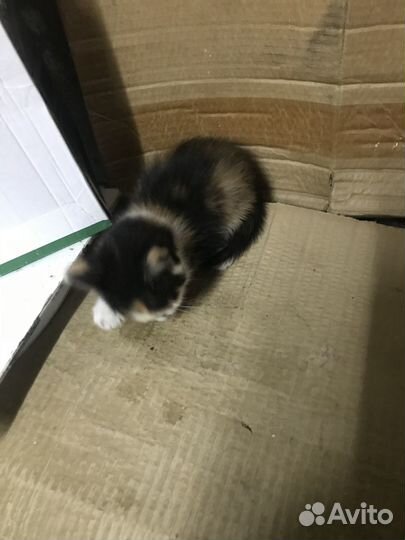 Раздается счастье