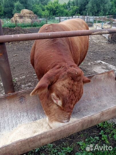 Быки на мясо