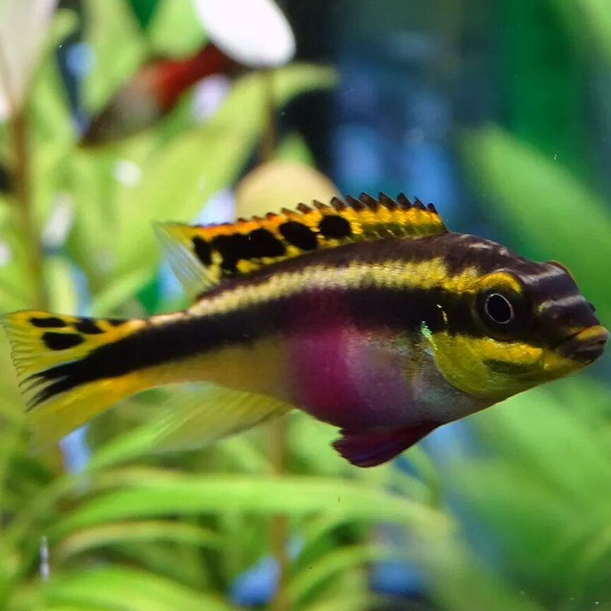 Пельвикахромис пульхер (Pelvicachromis pulcher)