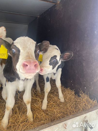 Телята бычки холмогоры