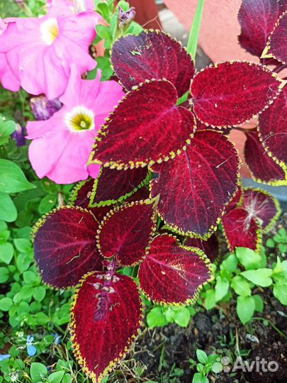 Яркие колеусы