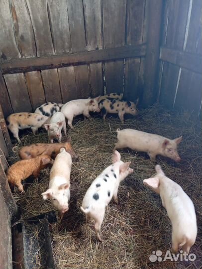 Поросята породы дюрок