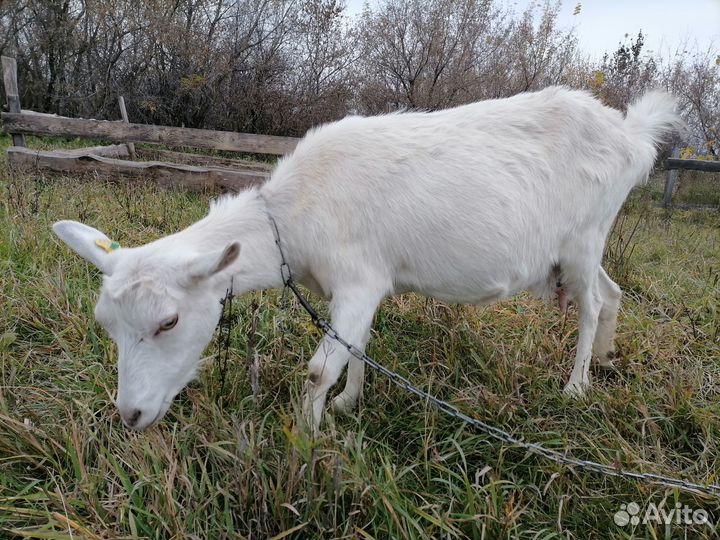 Коза, козочка