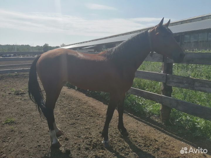 Лошади жеребец и кобыла