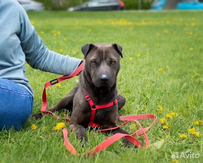 Метис шарпея в добрые руки