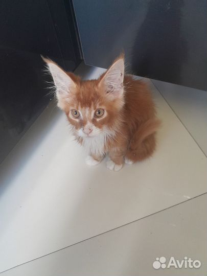 Котята мейн-кун