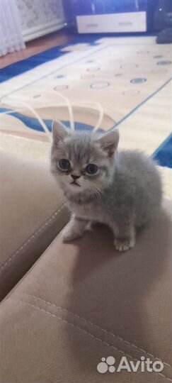 Отдам в добрые руки маленькую кошечку