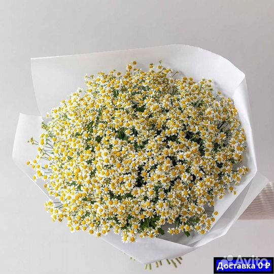 Ромашки для мероприятий