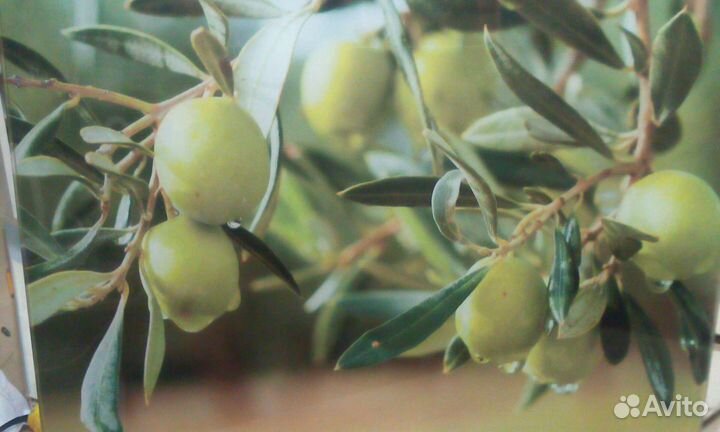 Стеклянная стеновая панель, панно