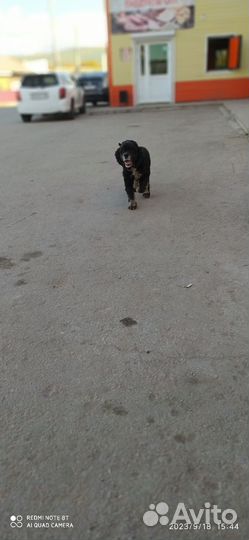 Найдена собака