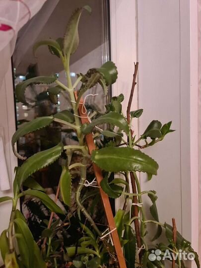 Каланхоэ алое спатифиллум хлорофитум