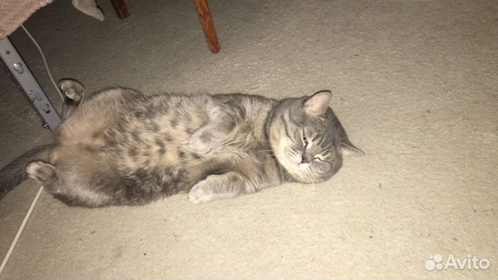 Шотландец ищет невесту