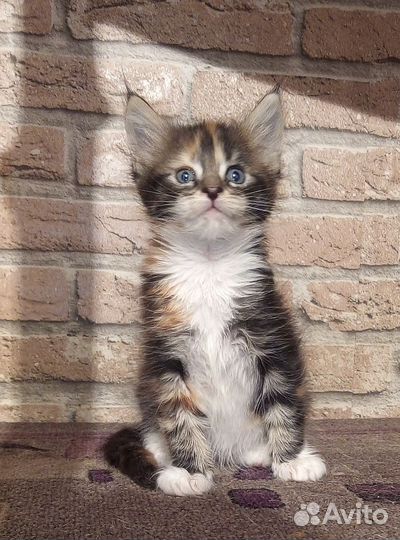 Кошечка куняшка