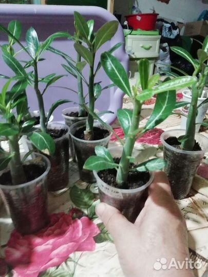 Адениум арабикум, сеянцы 4 месяцев