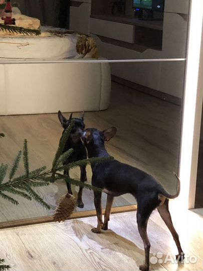 Той терьер вязка