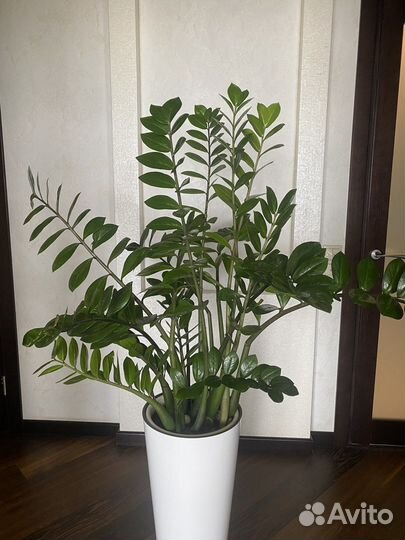 Замиокулькас