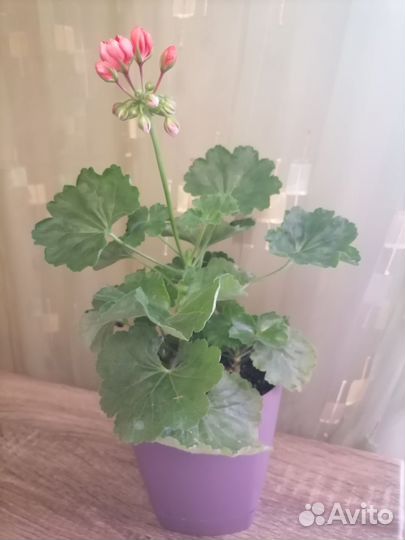 Пеларгония герань