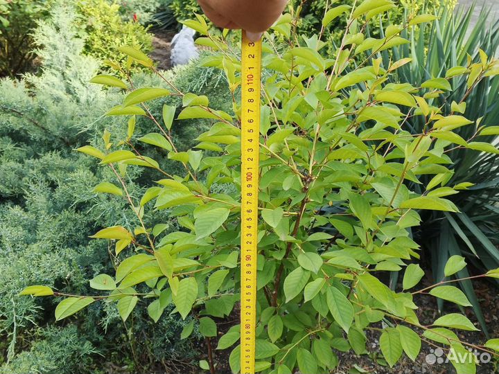 Вишня орех, китайский финик смородина слива