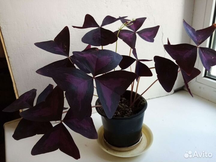 Комнатные цветы кислица фиолетовая