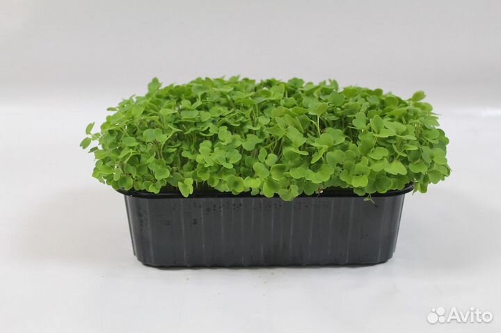 Микрозелень