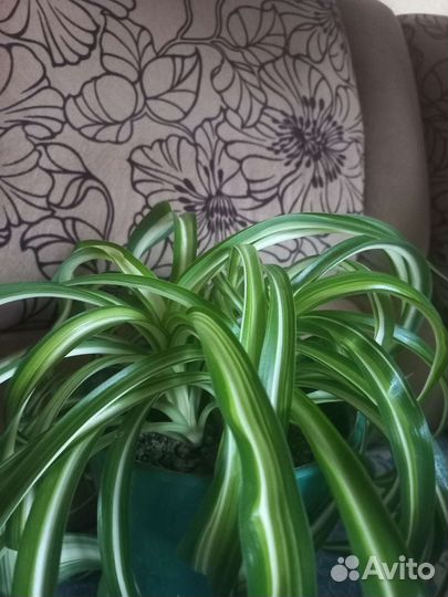 Хлорофитум