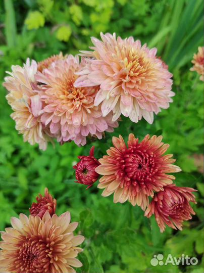 Хризантемы, бузульник