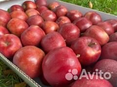 Сборщик яблок вахта