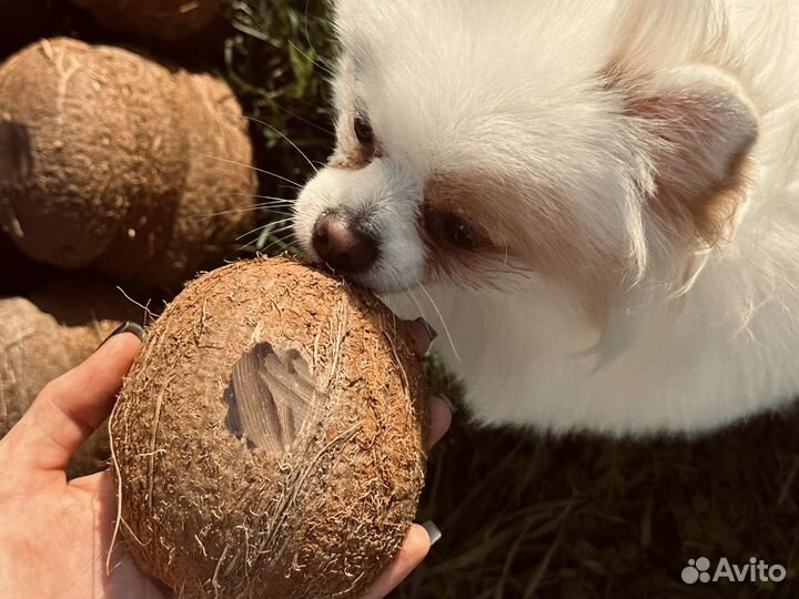 Скорлупа кокоса для свечей много