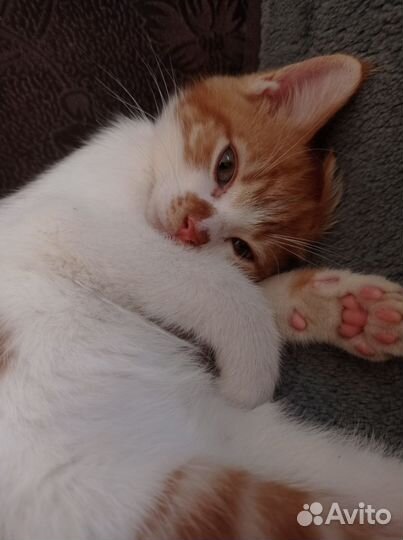 Отдам котиков в добрые руки
