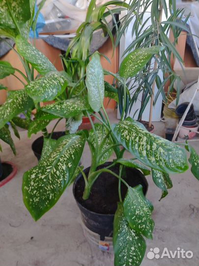 Диффенбахия