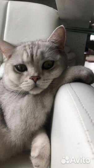 Коты в добрые руки