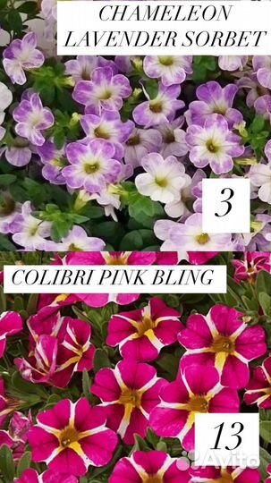 Укорененные черенки калибрахоа